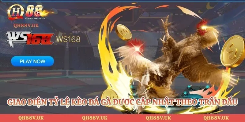 Đá Gà QH88 1 Giao diện tỷ lệ kèo đá gà được cập nhật theo trận đấu