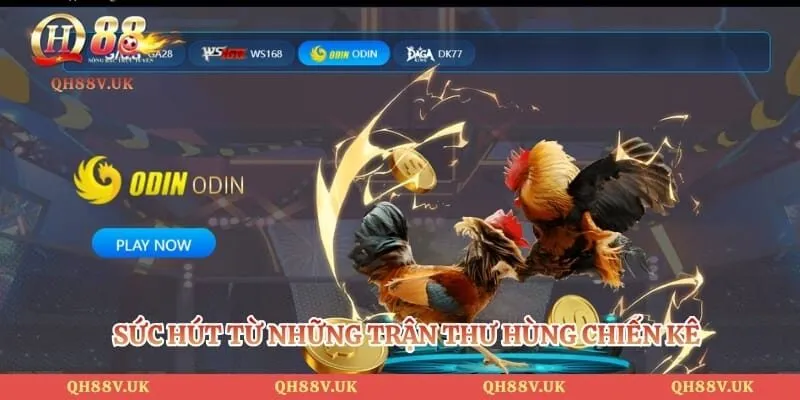 Đá Gà QH88 3 Sức hút từ những trận thư hùng chiến kê